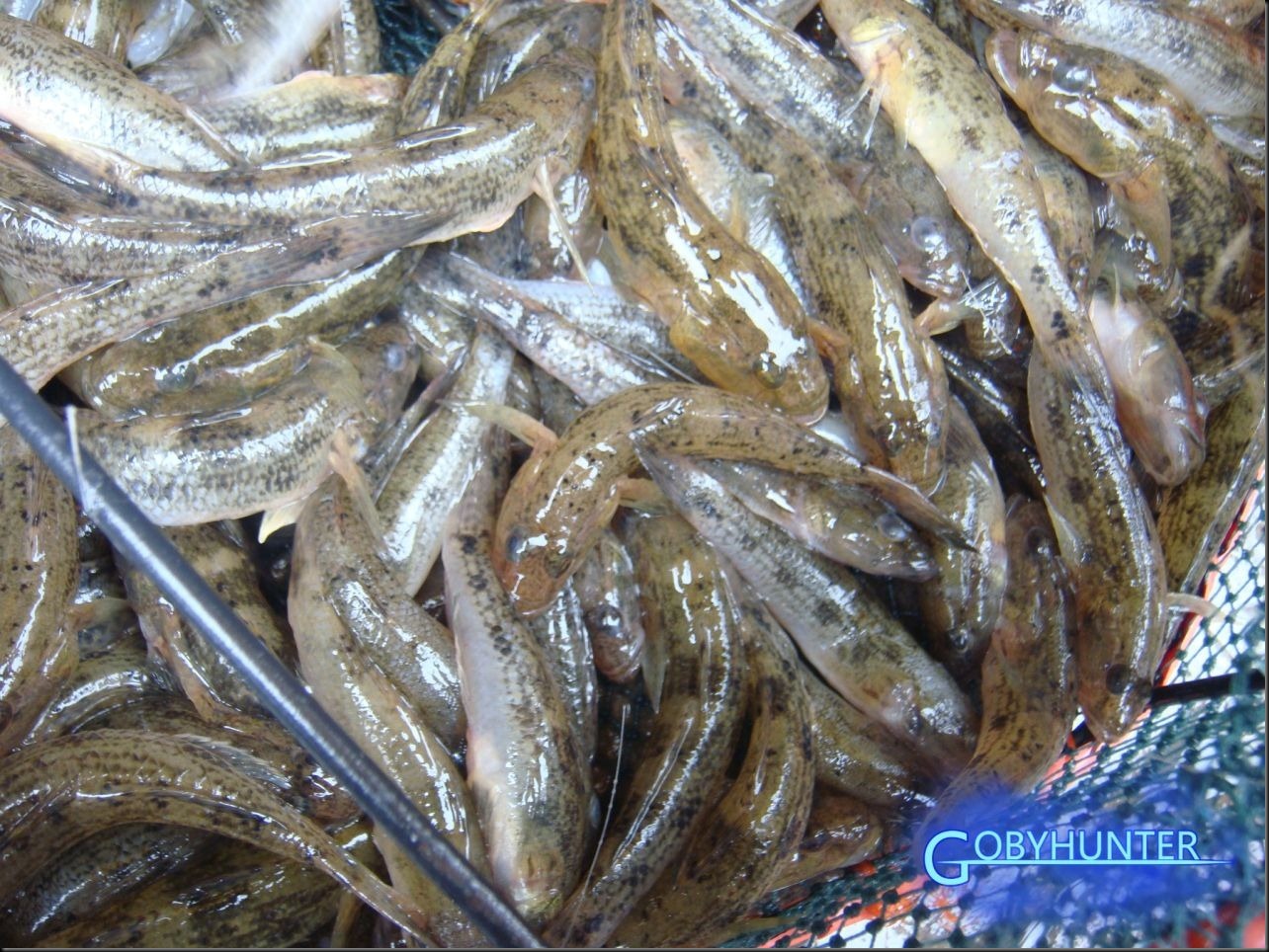 斑纹舌虾虎鱼（Glossogobius olivaceus）