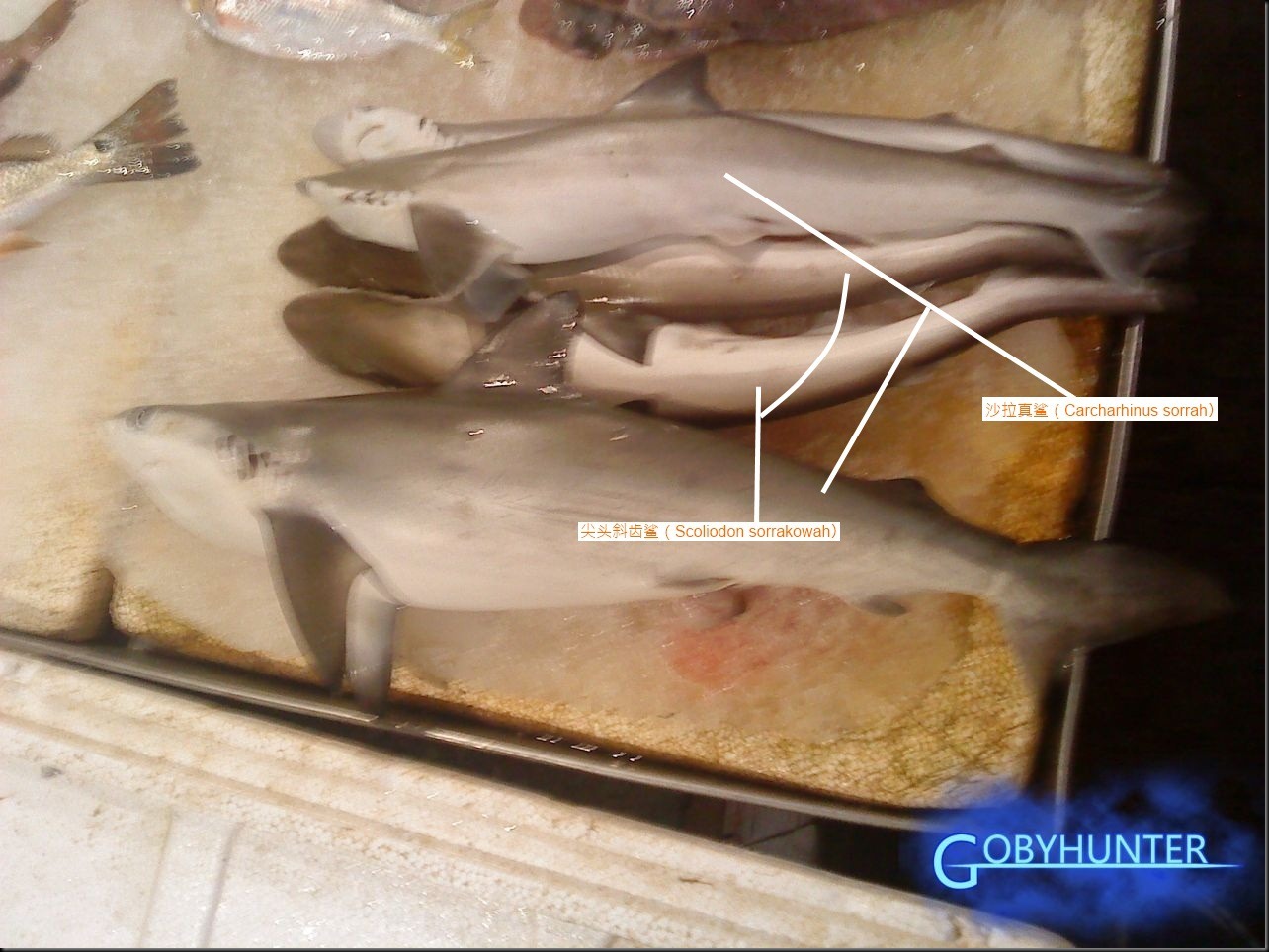 尖头斜齿鲨（Scoliodon sorrakowah）和沙拉真鲨（Carcharhinus sorrah）