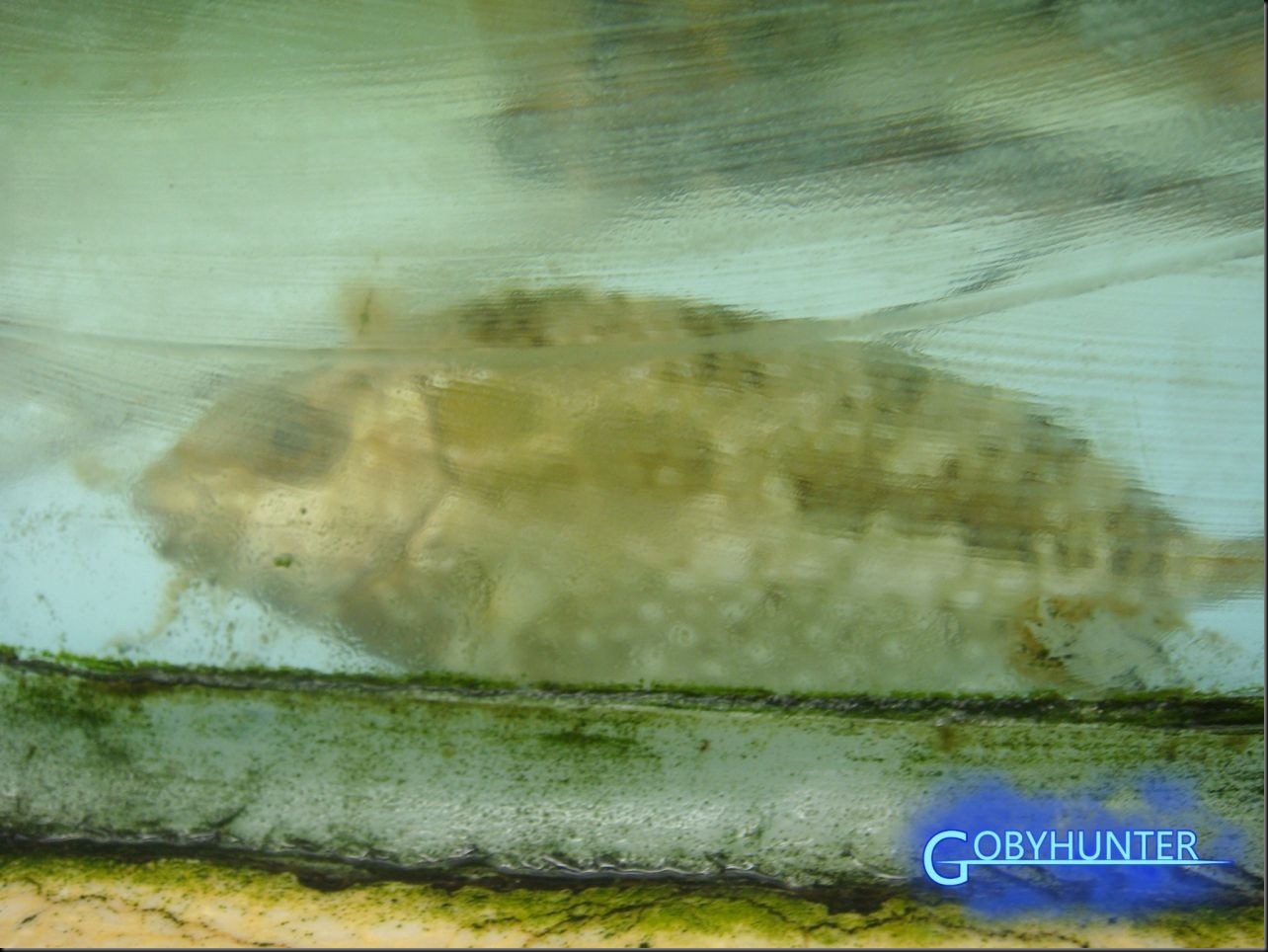 褐篮子鱼（Siganus fuscessens）活体