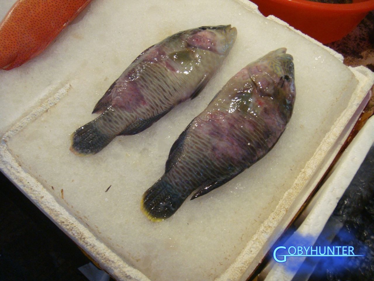 波紋唇魚(cheilinus undulatus,也就是酒店裡的所謂